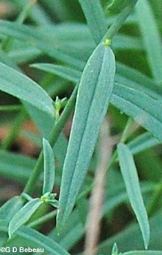 Butter ane eggs leaf