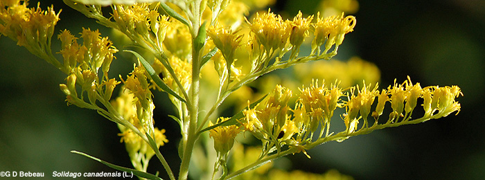 Late Goldenrod flower branch
