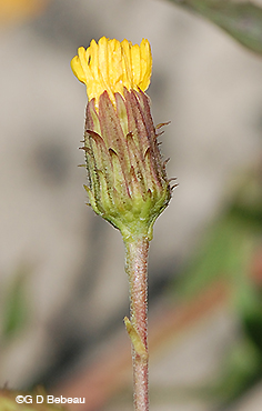 Canada Hawkweed Bracts