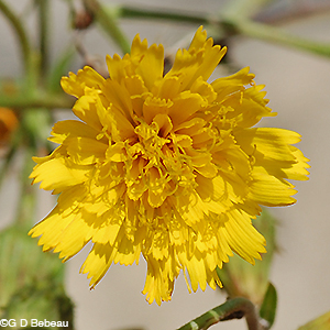 Canada Hawkweed flower