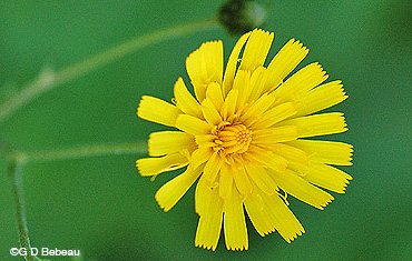 Canada Hawkweed Flower