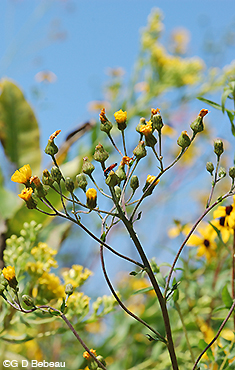 Canada Hawkweed Inflorescence