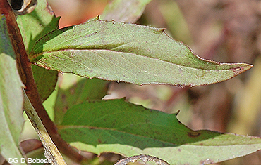 Canada Hawkweed leaf