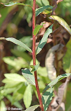 Canada Hawkweed Stem