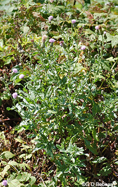 Canada thistle full plant