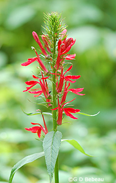 Cardinal Flower