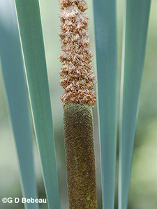 Common Cattail