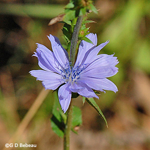 Chicory