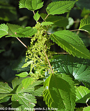 Clearweed