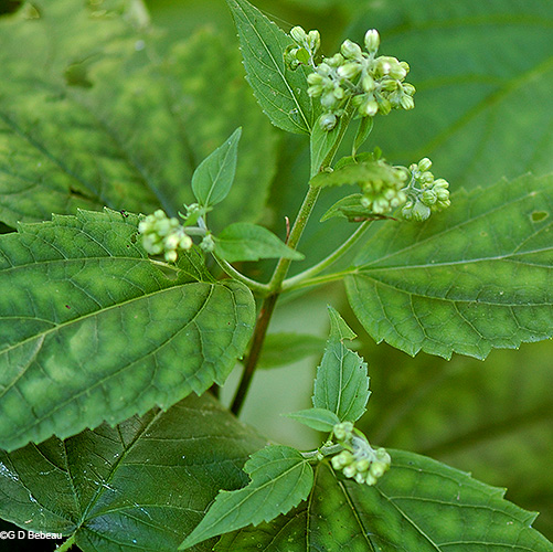 plant budding