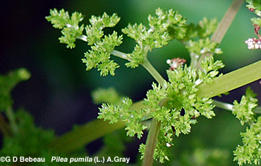 Clearweed flowers