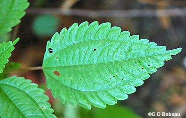Clearweed Leaf