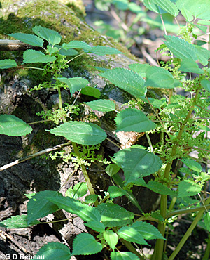 Clearweed