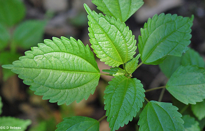 Clearweed top of plant