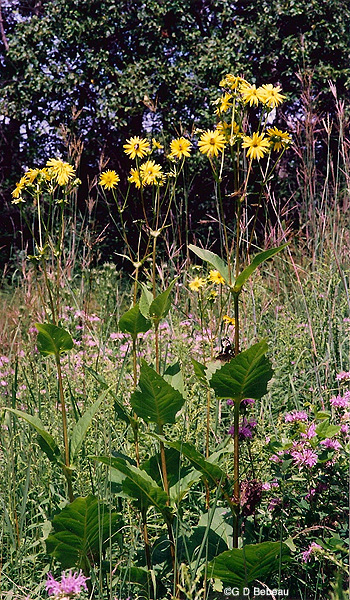 Cup Plant Group