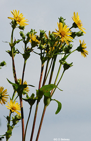Cup Plant