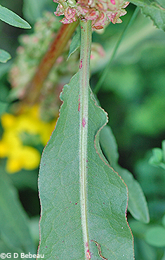 leaf stalk