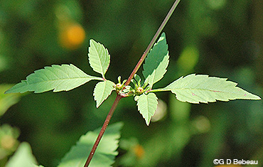 Devil's Beggartick mid-stem leaf