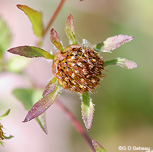 Devil's Beggartick seed head
