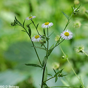 Eastern Daisy Fleabane