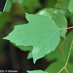 European Cranberrybush leaf