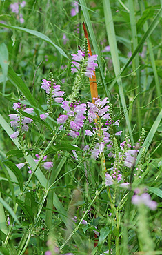 False Dragonhead