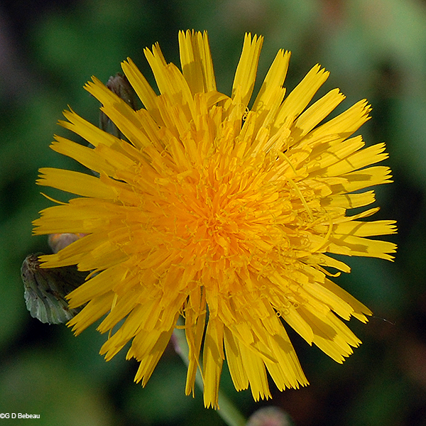 full flower