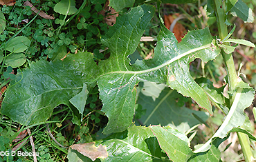 lower stem leaf