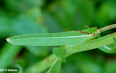 Upper stem leaf