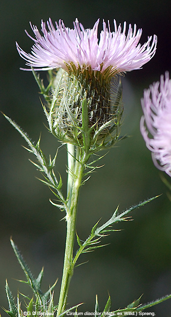 Field Thistle flower stem