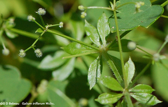 Fragrant Bedstraw