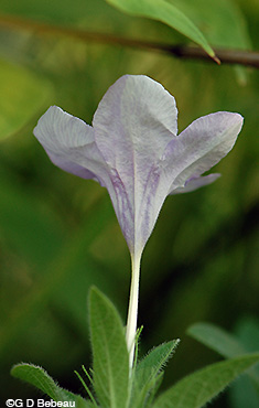 Fringeleaf Wild Petunia flower corolla
