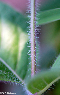 Fringeleaf Wild Petunia stem