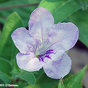 Fringeleaf Wild Petunia