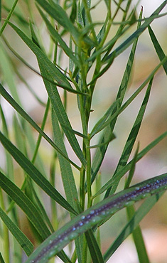 Grass-leaved Goldenrod