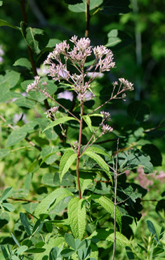 Joe-pye Weed