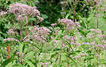 Joe-Pye Weed