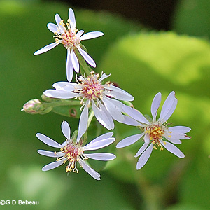Large-leaved Aster flowers
