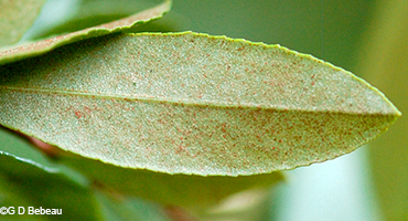 leaf scales