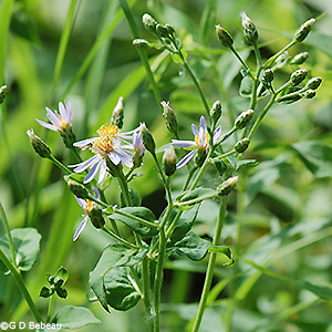 inflorescence
