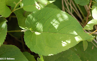 lower leaf