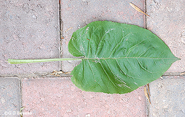 lower leaf