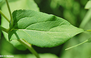upper leaf