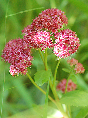 live-forever flowers