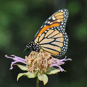 Monarch Butterfly