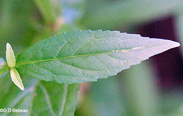 leaf upper side