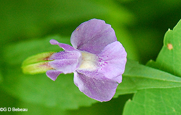 flower top view