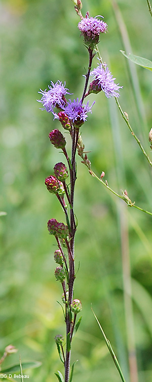 inflorescence