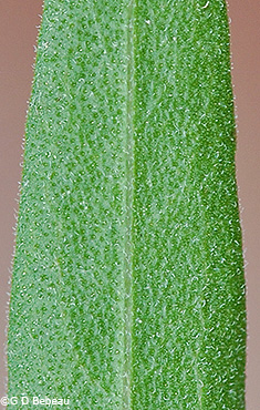 leaf underside