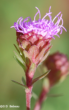 Phyllaries